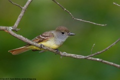 Great Crested Flycatcher