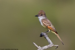 Brown-crested Flycatcher