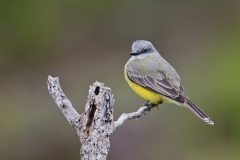 Tropical Kingbird