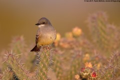 Cassin's Kingbird