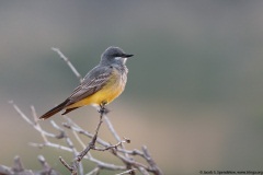 Cassin's Kingbird