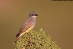 Cassin's Kingbird