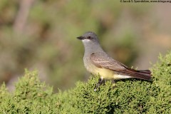 Cassin's Kingbird