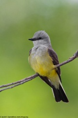 Western Kingbird