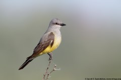 Western Kingbird