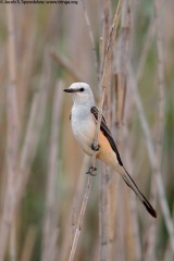 Scissor-tailed Flycatcher