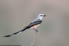 Scissor-tailed Flycatcher