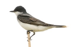 Eastern Kingbird