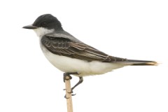 Eastern Kingbird