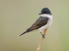 Eastern Kingbird