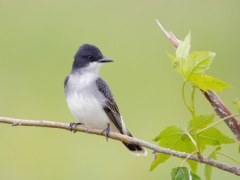 Eastern Kingbird