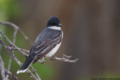 Eastern Kingbird