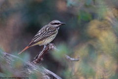 Sulphur-bellied Flycatcher