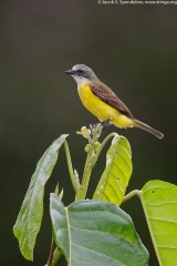 Gray-capped Flycatcher