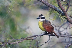 Great Kiskadee