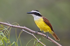 Great Kiskadee