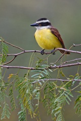 Great Kiskadee