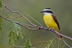 Great Kiskadee