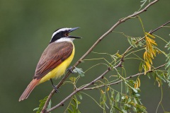 Great Kiskadee