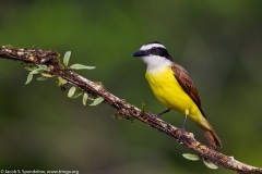 Great Kiskadee