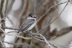 Rose-throated Becard