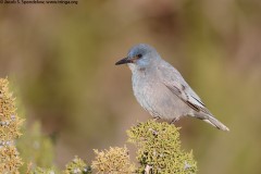 Pinyon Jay