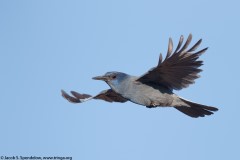 Pinyon Jay