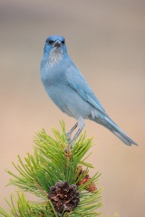 Pinyon Jay