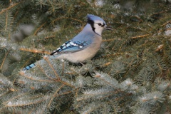 Blue Jay