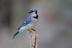 Blue Jay