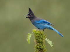 Steller's Jay