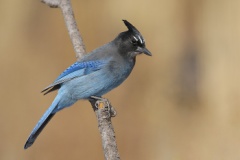 Steller's Jay