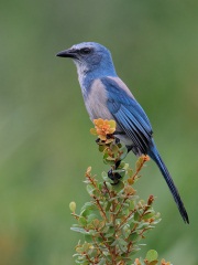 Florida Scrub-Jay