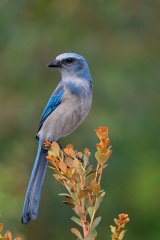 Florida Scrub-Jay