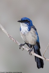 Island Scrub-Jay