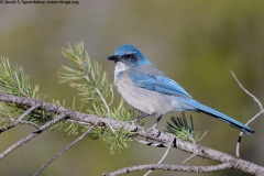 Woodhouse's Scrub-Jay