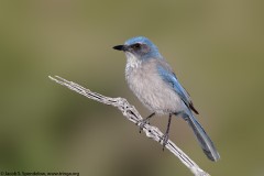 Woodhouse's Scrub-Jay