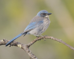 Woodhouses Scrub-Jay