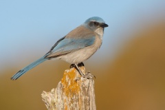 Woodhouses Scrub-Jay