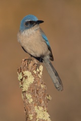 Woodhouses Scrub-Jay