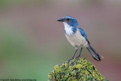 California Scrub-Jay