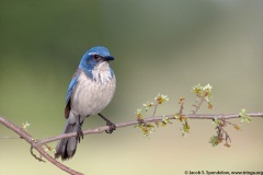 California Scrub-Jay