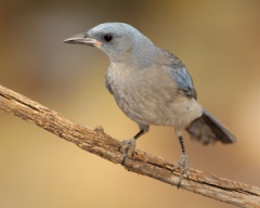 Mexican Jay