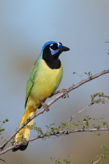 Green Jay