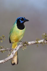 Green Jay