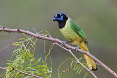 Green Jay