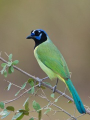 Green Jay