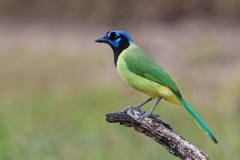 Green Jay