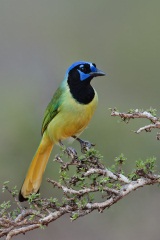 Green Jay