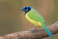 Green Jay